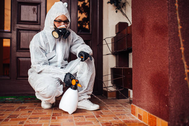 Attic and Crawl Space Rodent Treatment in Stevensville
