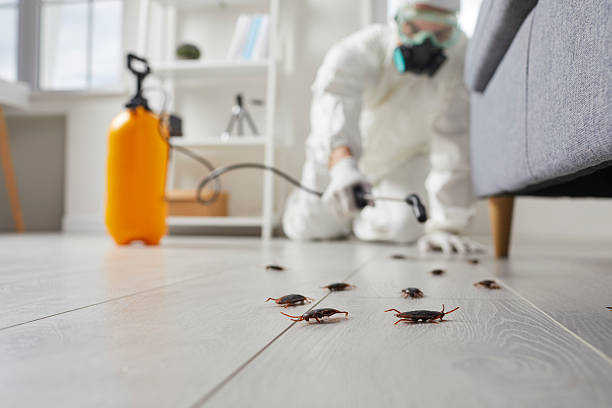 Commercial Rodent Management in Stevensville